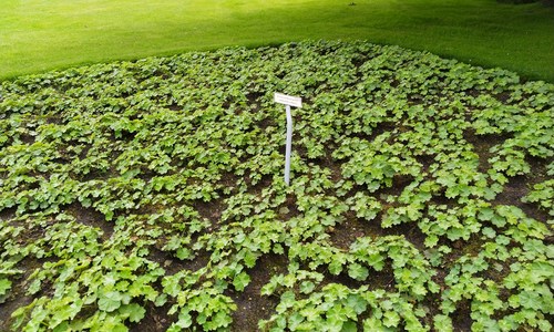 kamien slaski ogrod zielny