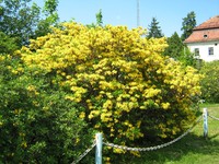 azalie - zamek moszna