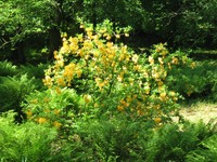 park moszna