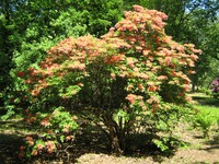 park moszna